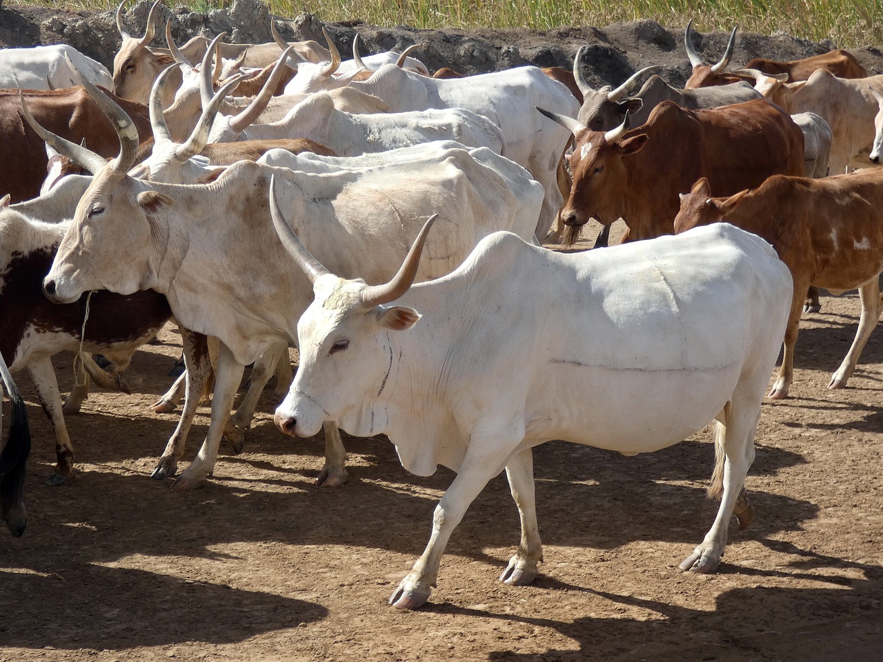 Bénin : 05 individus arrêtés suite au vol de bœufs à Tchaourou