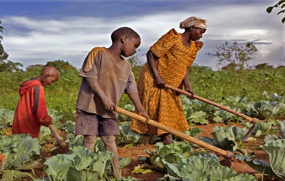 La crise alimentaire en Afrique de l'Ouest et centrale s'aggrave selon une enquête de l'ONU