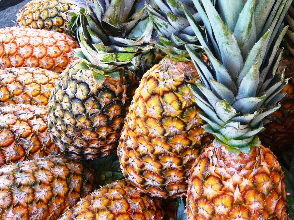 Alertes sur les ananas « Pain de sucre » du Bénin : Interdiction de vente en France