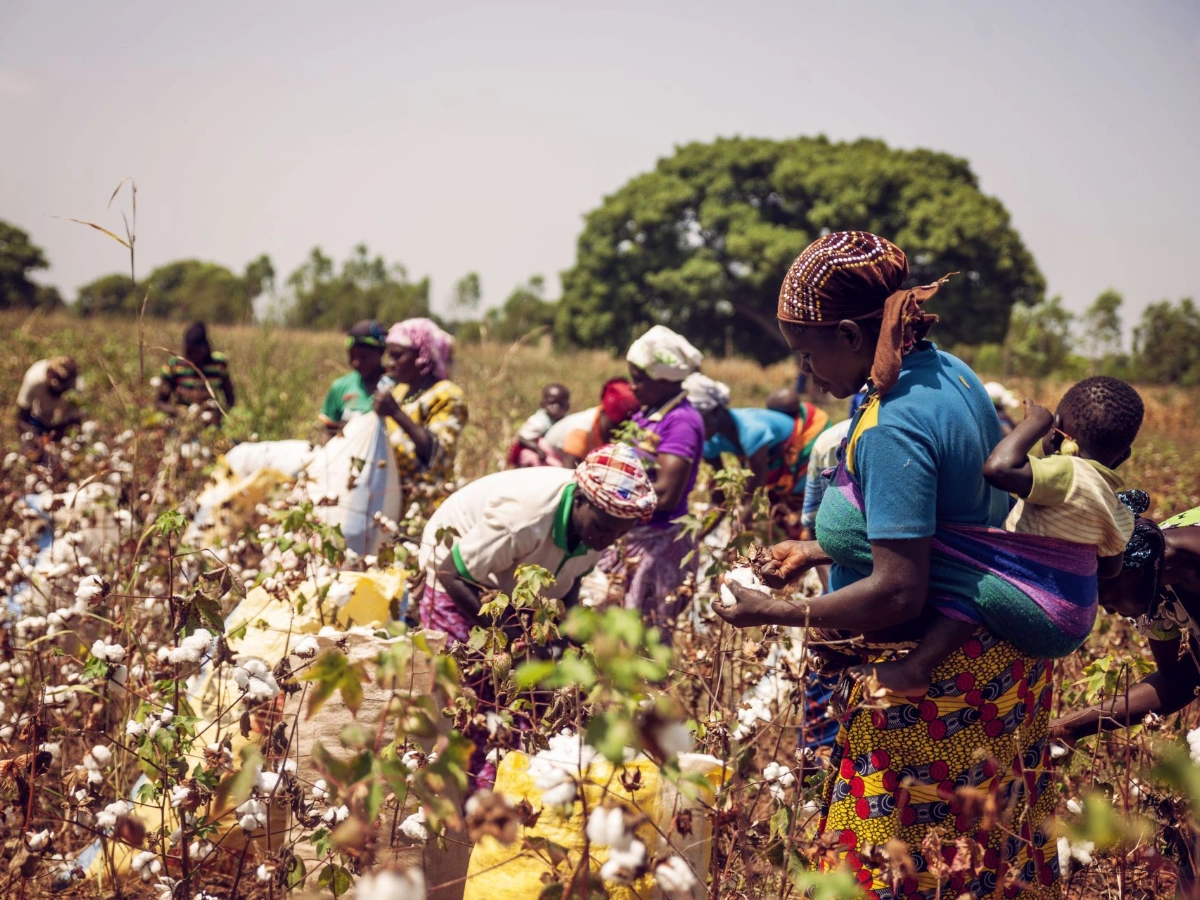 Prix du coton pour la campagne 2024-2025 en Cote d'Ivoire.