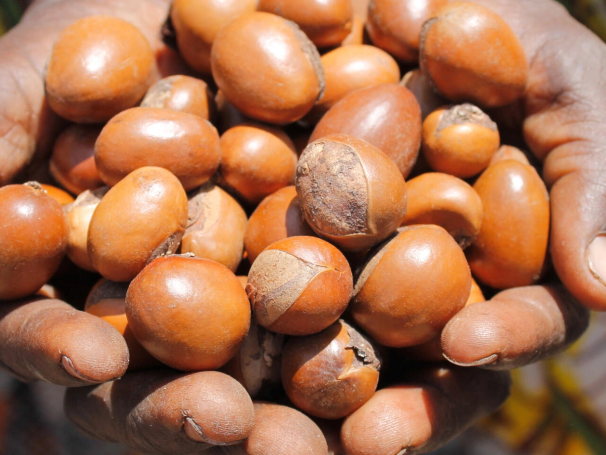 Bénin : ouverture de la campagne de commercialisation 2024-2025 des amandes de karité