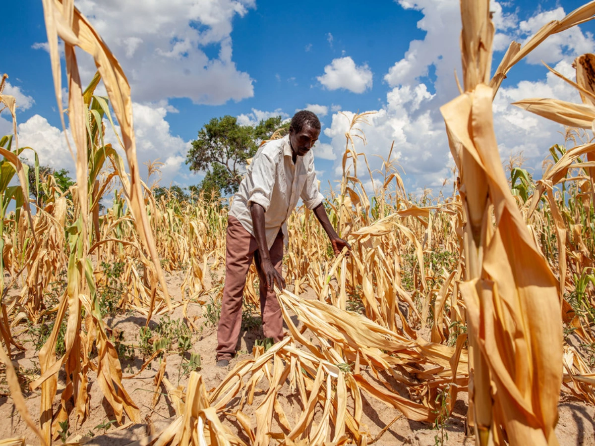 Zambie : la sécheresse et une contamination au maïs aggravent la crise alimentaire