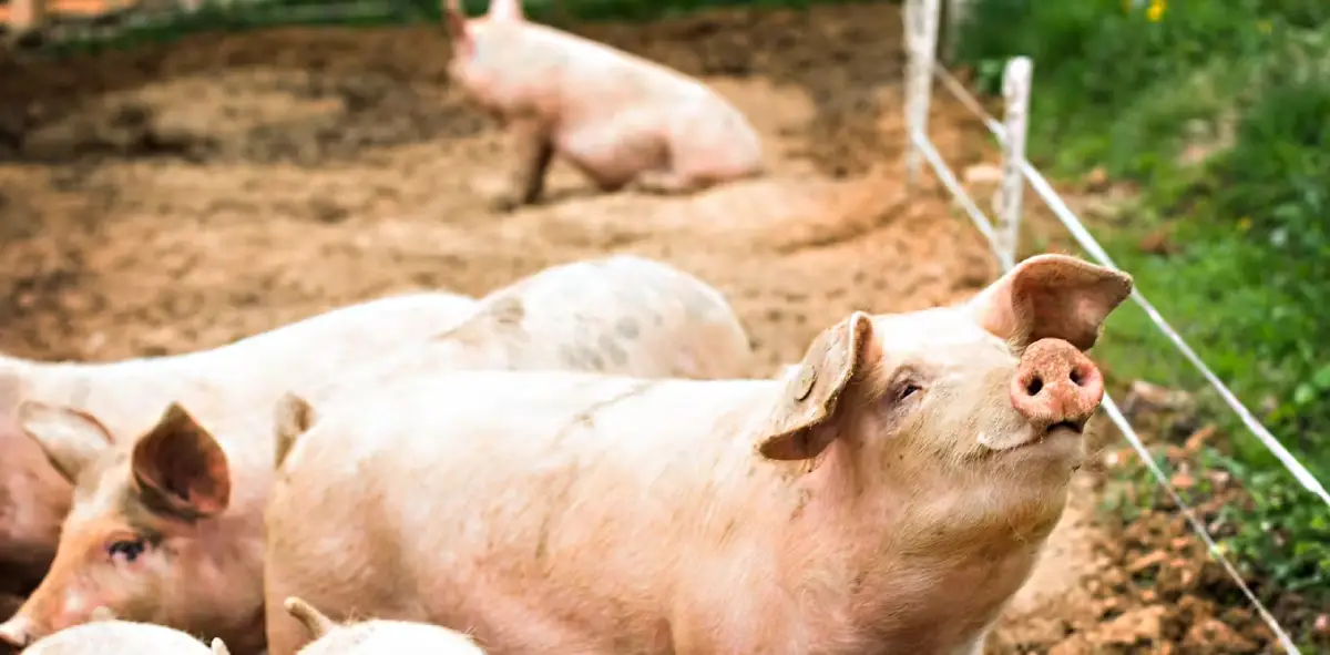 Peste porcine au Bénin : la situation s'aggrave au Nord du pays