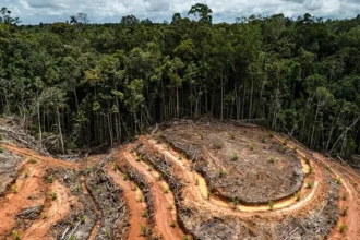 Zéro déforestation: les pays producteurs du cacao demandent un report de la législation européenne