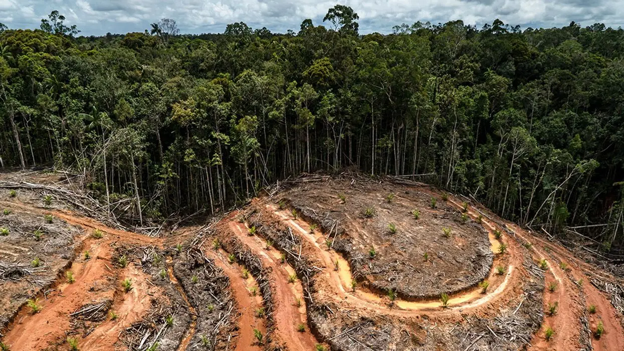 Zéro déforestation: les pays producteurs du cacao demandent un report de la législation européenne