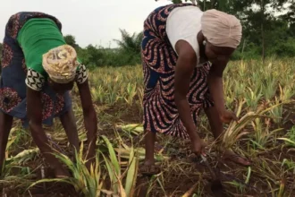 Bénin : le Conseil d'Administration du FNDA se renouvelle