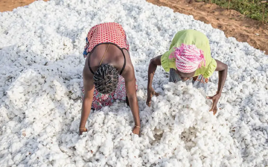 Journée mondiale du coton 2024 : Cotonou accueille plus de 400 acteurs de la filière