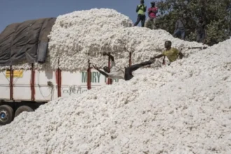 Production cotonnière : le Bénin avoisine 600.063 tonnes