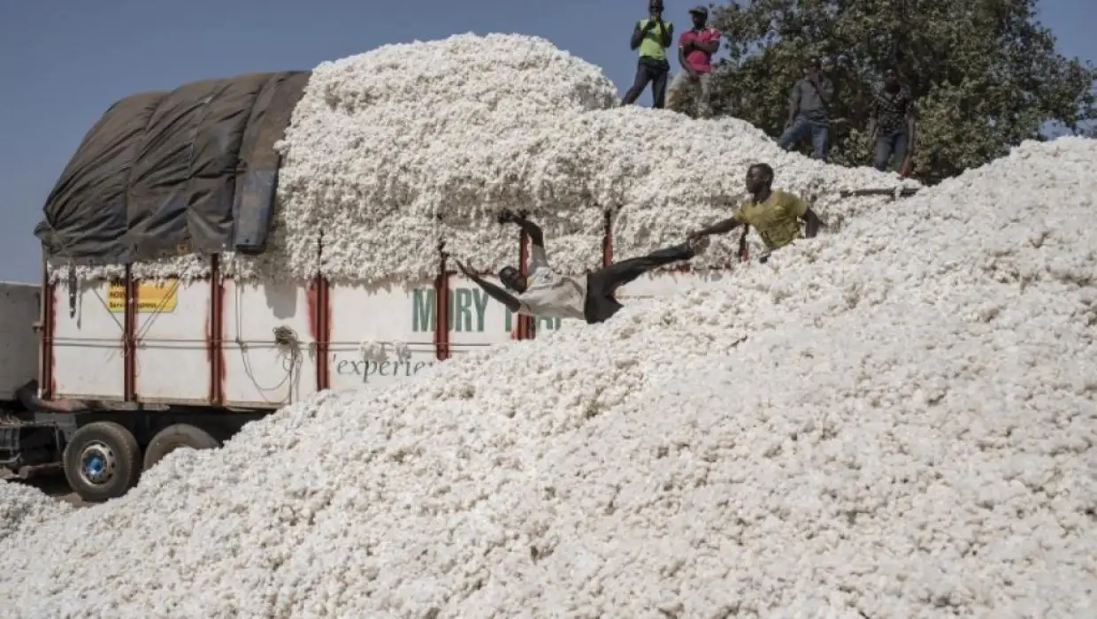 Production cotonnière : le Bénin avoisine 600.063 tonnes