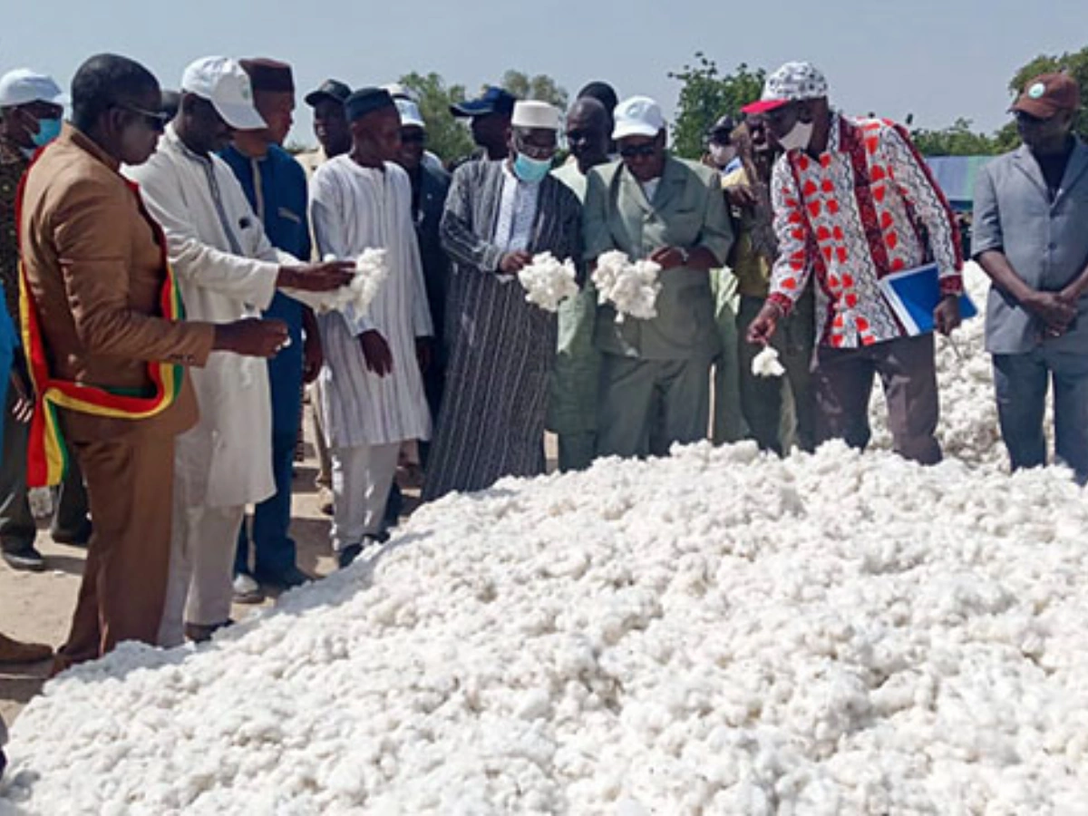 Bénin: lancement de la campagne de commercialisation du coton graine 2024-2025