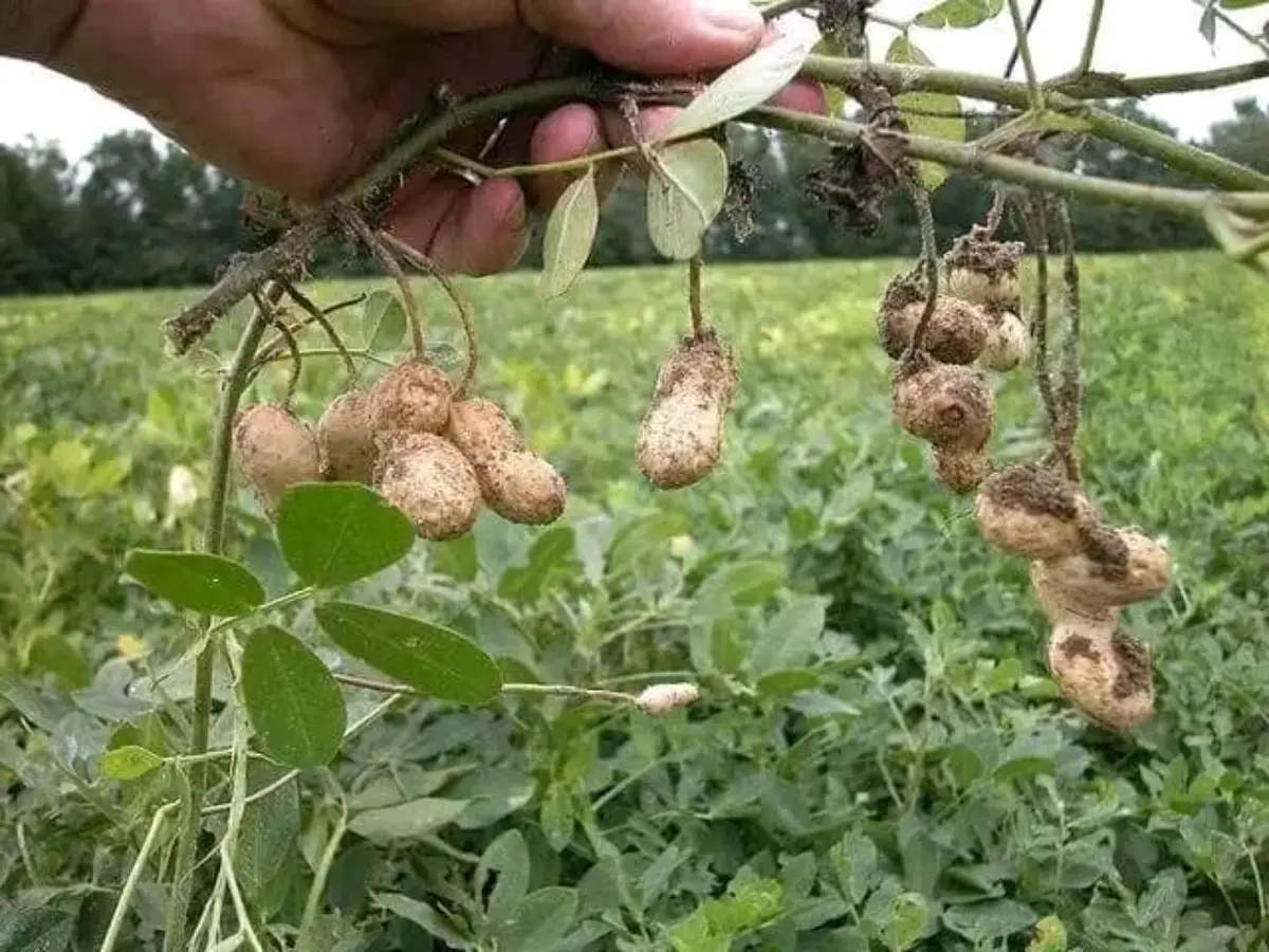 Développement des filières arachide et manioc : le Zou en première ligne