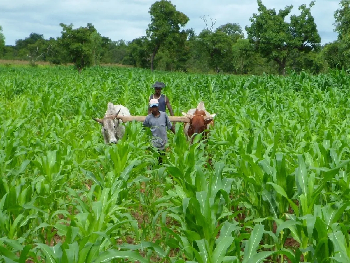 Bénin : le gouvernement instaure une Conférence agricole annuelle