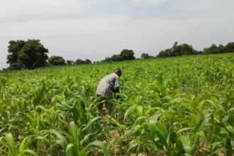 Production du maïs au Bénin