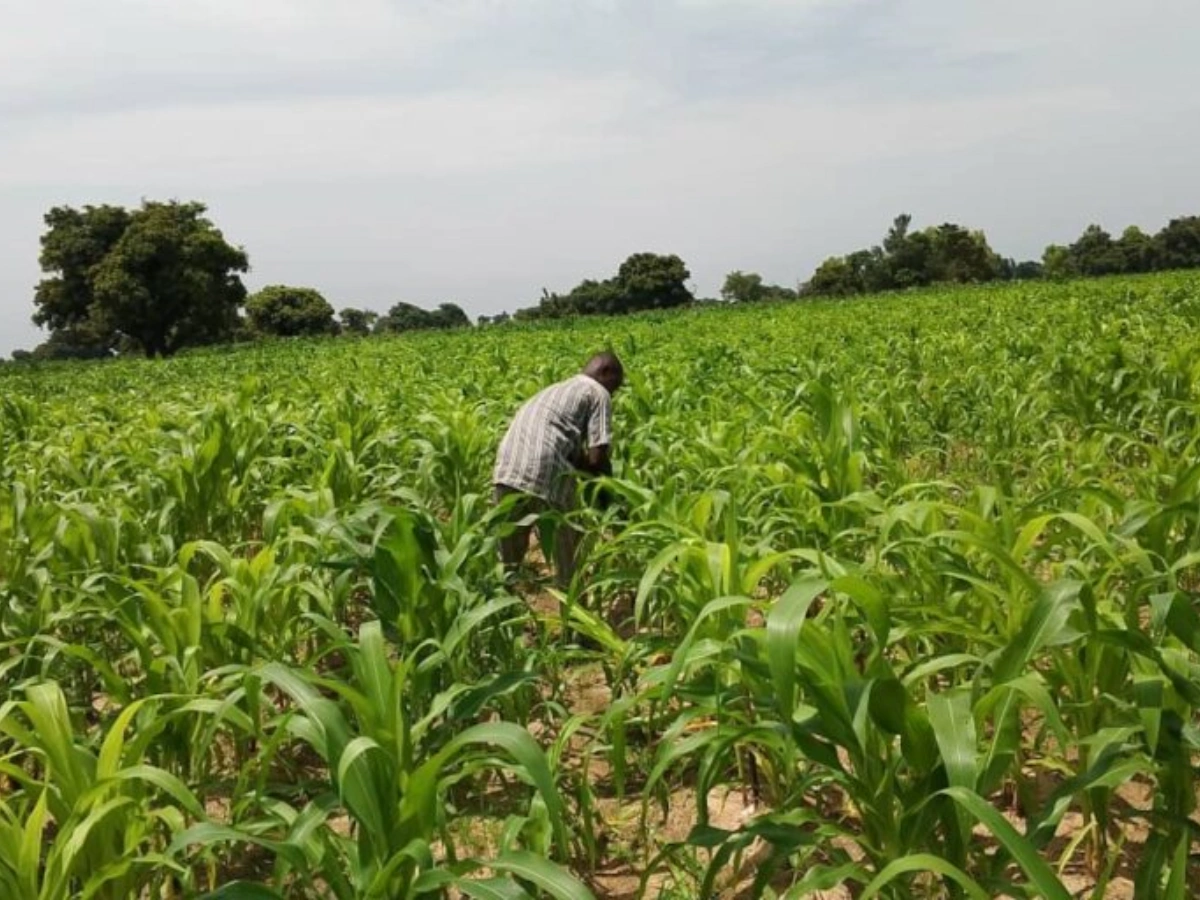 Production du maïs au Bénin