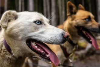 Recrudescence des morsures de chiens et chats : le préfet du Zou alerte et annonce des mesures
