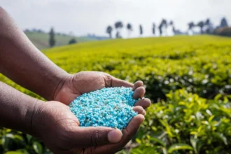 Campagne agricole 2025-2026 : 350 000 tonnes d'engrais pour soutenir les producteurs béninois