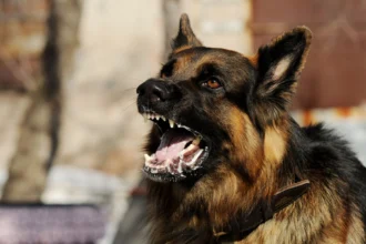 Rage canine au Bénin : le gouvernement renforce les mesures de prévention après un décès à Djidja