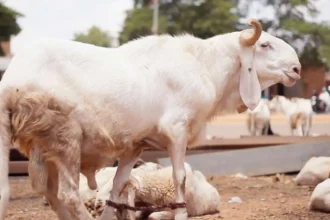 Tabaski au Niger : l'exportation de bétail interdit, colère chez les éleveurs