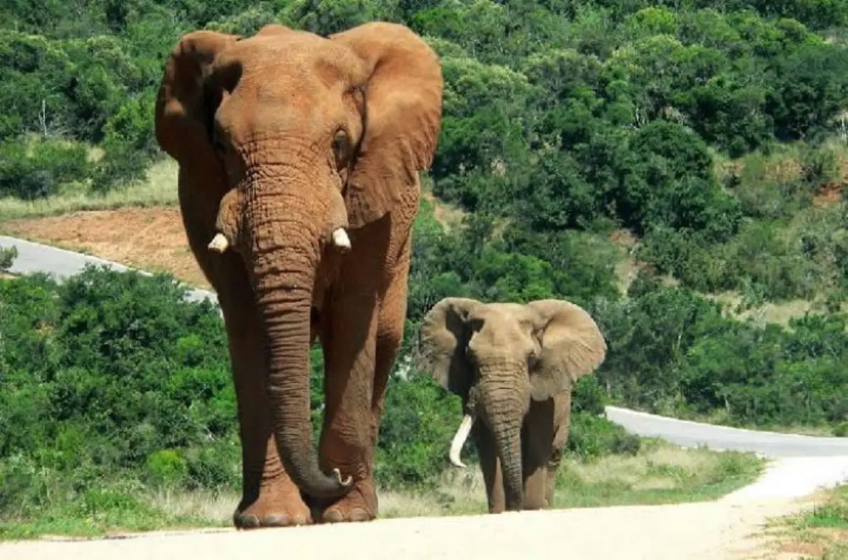 Djougou : trois éléphants en divagation sèment la panique à Déna