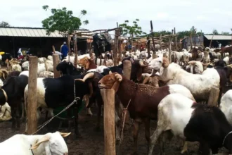 Le Bénin crée une agence pour booster l'élevage des ruminants
