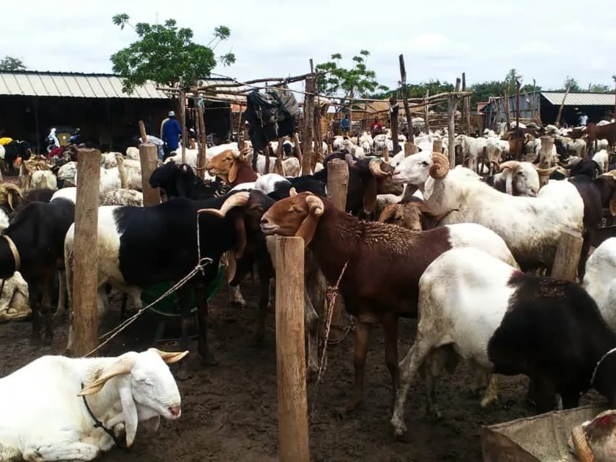 Le Bénin crée une agence pour booster l'élevage des ruminants