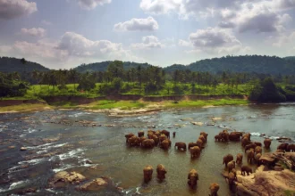 Sierra Leone: l’île de Tiwai entre au patrimoine mondial de l’Unesco