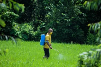 Bénin : les types de prestations phytosanitaires interdites de facturation