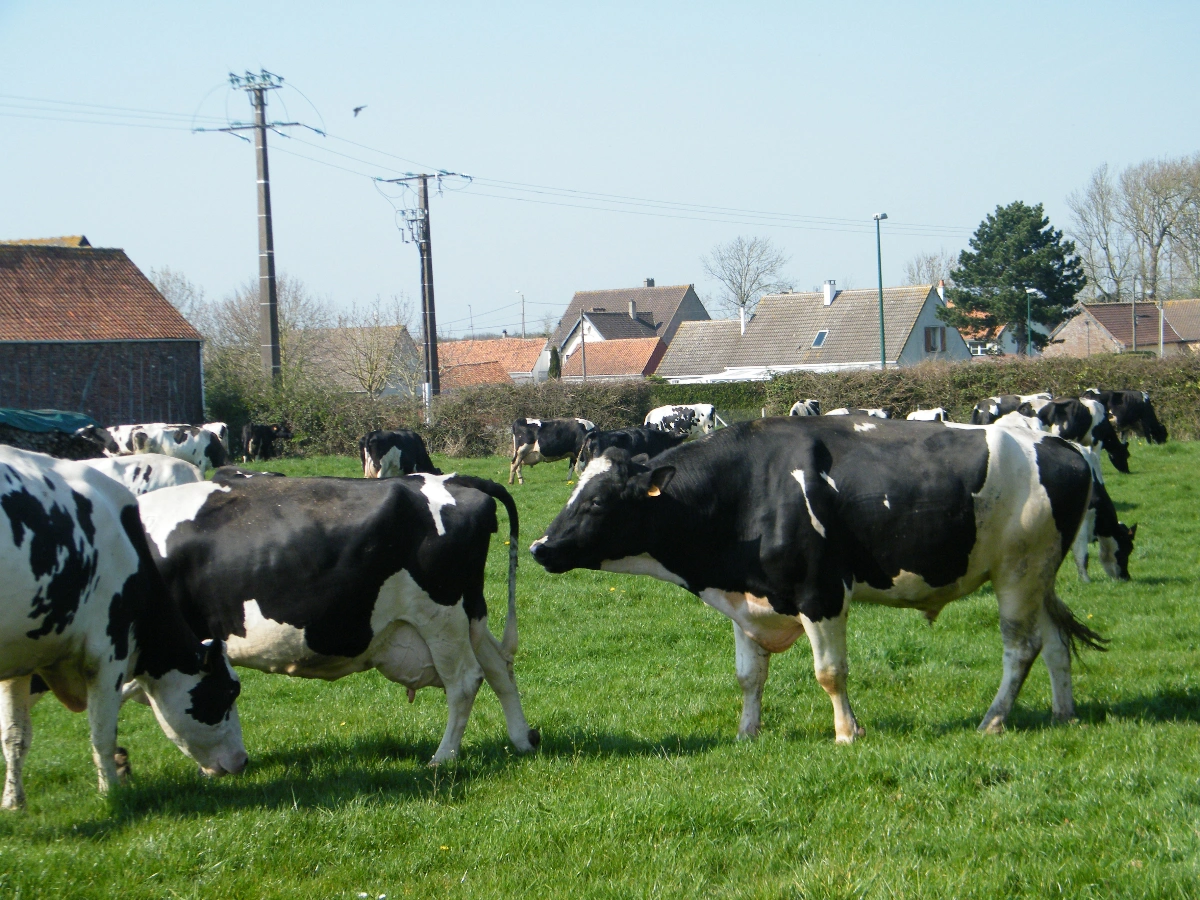 filière bovine