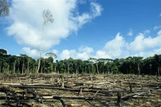 déforestation en afrique