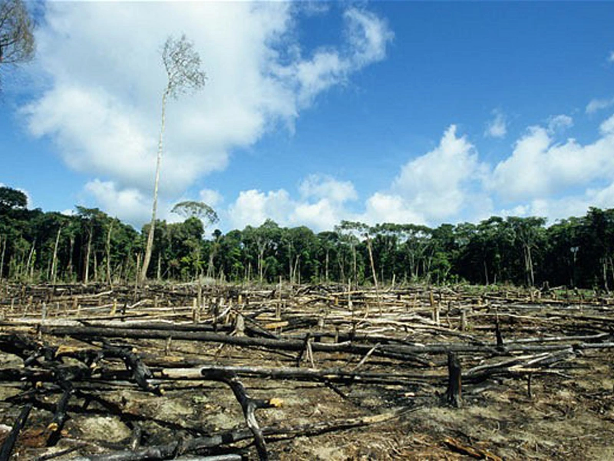 déforestation en afrique