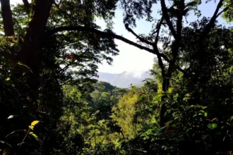 monts kouffè wari maro