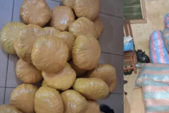 chanvre indien bohicon