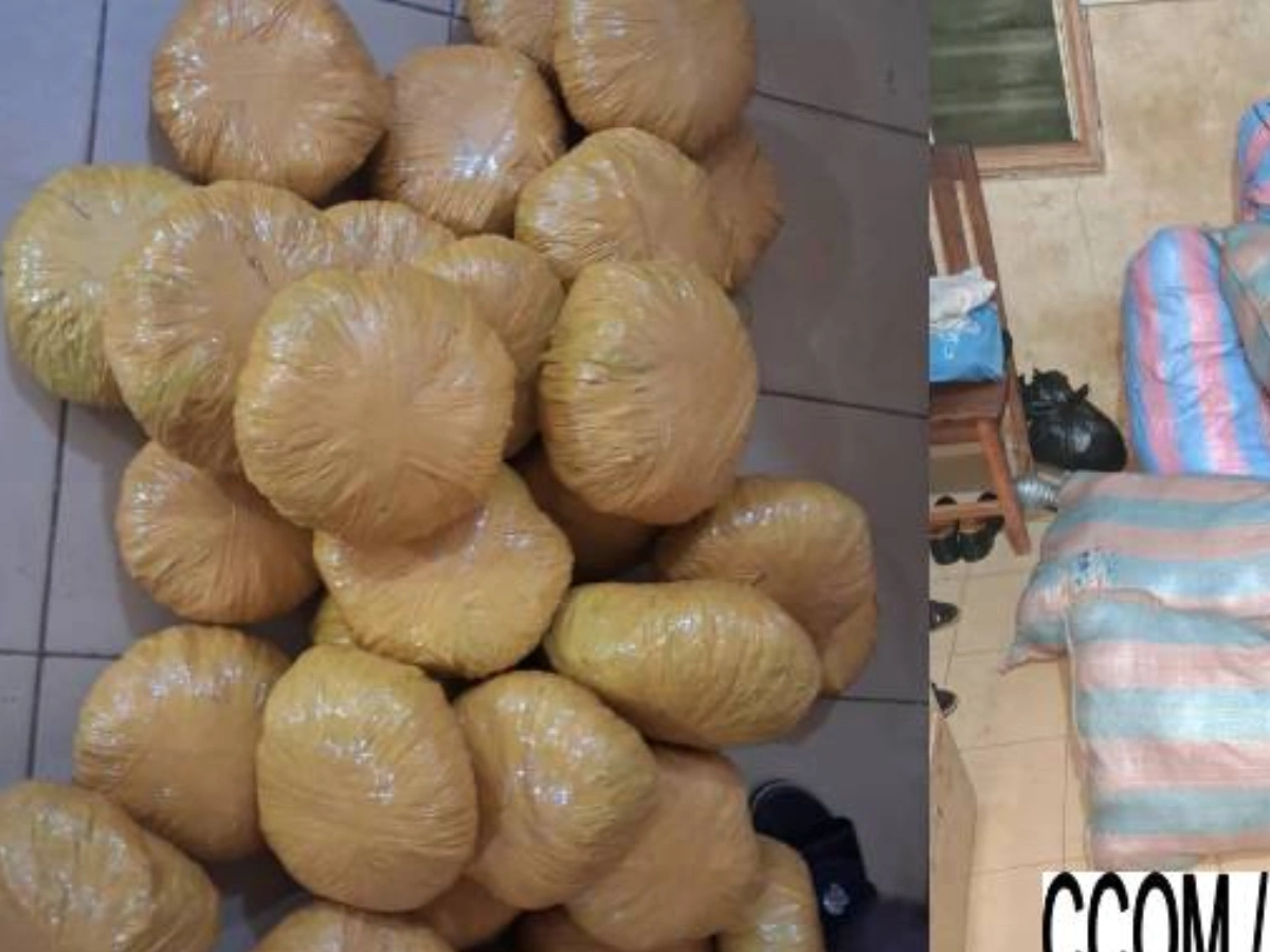 chanvre indien bohicon