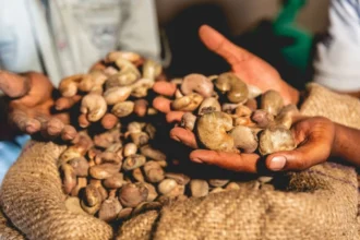 conditions commercialisation noix cajou 2025-2026