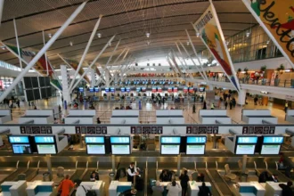 Aéroport du Cap en Afrique du Sud scorpions vénimeux