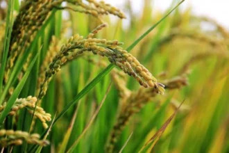 Bénin : ce que les producteurs doivent faire pour toucher les primes agricoles de l'État