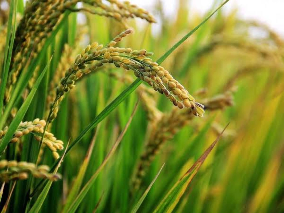 Bénin : ce que les producteurs doivent faire pour toucher les primes agricoles de l'État