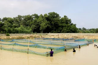 Aquaculture au Bénin