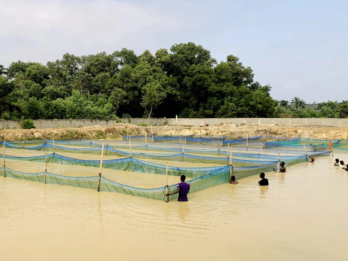 Aquaculture au Bénin