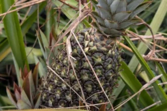 Exportation de l'ananas du Bénin vers la Chine