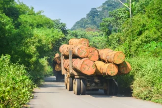 Bénin : les autorisations d’exploitation forestière désormais réservées aux Eaux, Forêts et Chasse